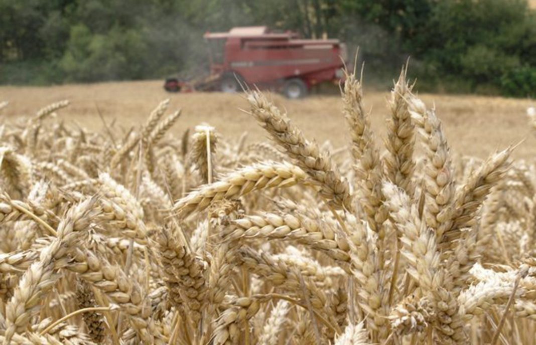 La cosecha de cereales será de un 53,5% más con respecto a la pasada campaña, según la segunda estimación