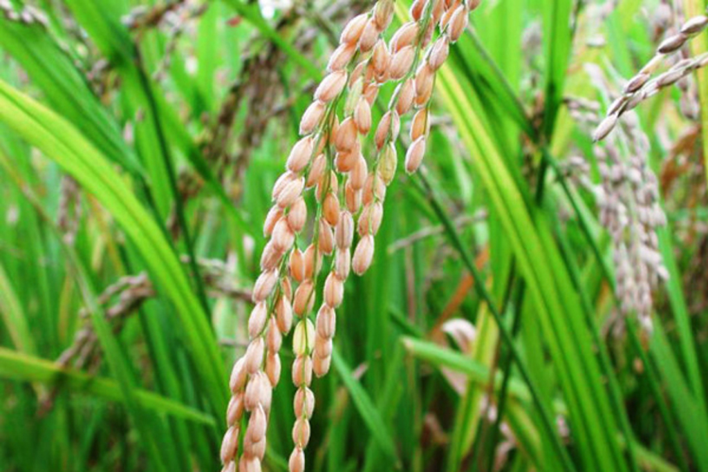 Ponen en marcha un proyecto para asegurar la mejor trazabilidad del cultivo del arroz