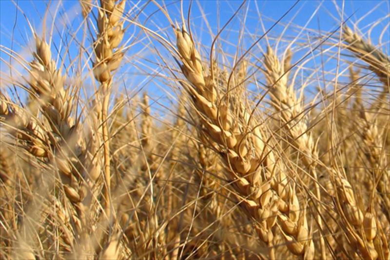 Los fabricantes de piensos acusan a los agricultores de subir precios de los cereales y perjudicar a ganaderos