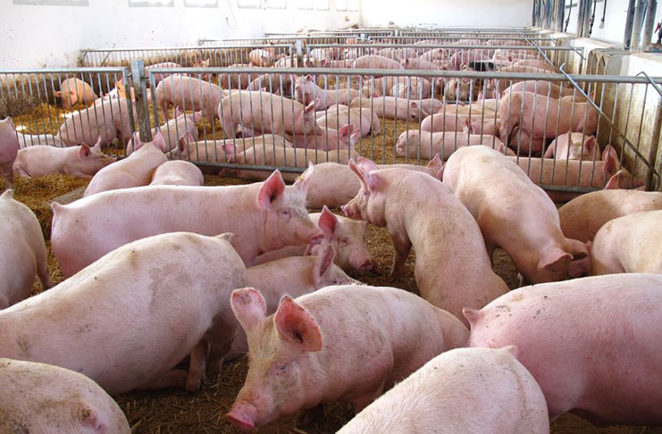 Iniciados los trámites para la instalación de una granja de 2.000 cerdos en Guadalajara