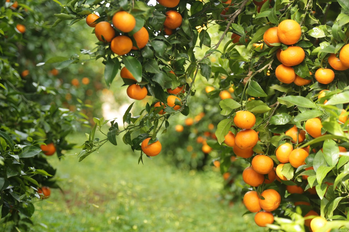 La mandarina Orri duplica sus ventas en 2018 llegando a las 52.000 toneladas