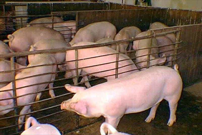 Peste porcina africana: Rumanía pide ayuda financiera a la Unión Europea tras propagarse varios focos
