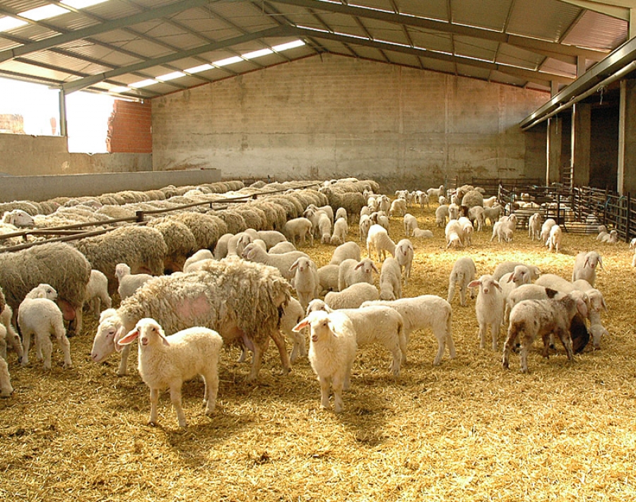 Todas las categorías de pienso se han encarecido en el último año, destacando el ovino en un 10%