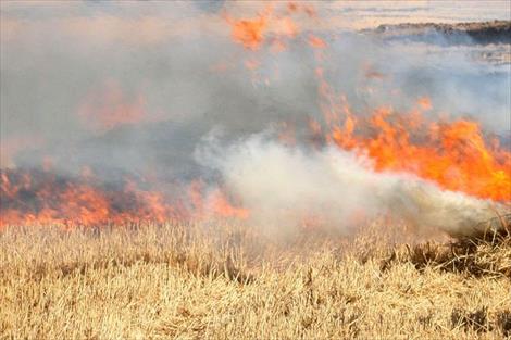Agricultores de CyL piden que se reactive la autorización de quema de rastrojos como medida fitosanitaria