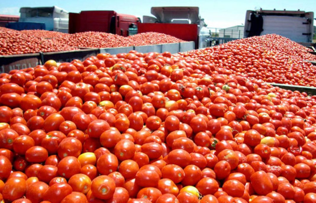 Estiman una caída de la producción de tomate del 11% y pérdidas económicas de 14 millones de euros