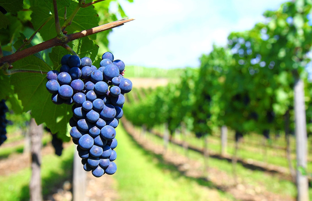 Arranca Bioviti, el grupo operativo que pretende utilizar la biodiversidad como herramienta competitiva para los viticultores