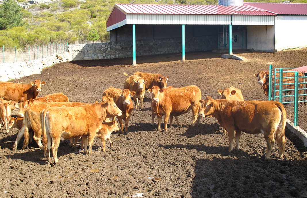 Arranca el GO BOVIGREEN con el objetivo de reducir la huella ambiental de producción de bovino de carne