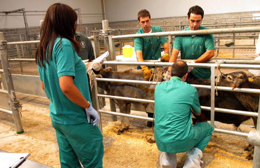 El aumento de casos positivos de tuberculosis en zonas de Salamanca dispara la inquietud de los ganaderos