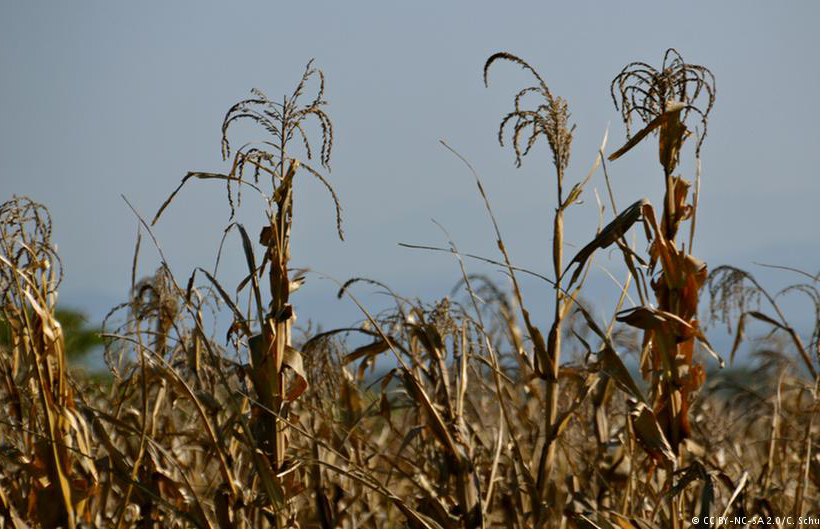 Cereales: El clima seco y la sequía llevan a los analistas a recortar sus pronósticos para las cosechas europeas