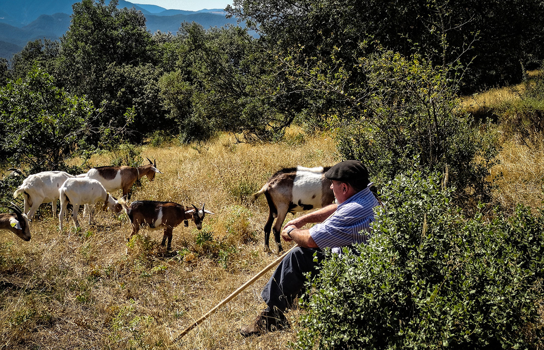 Crisis de leche de cabra: Se ordeña a pérdidas porque cada explotación pierde 4.800 euros al mes