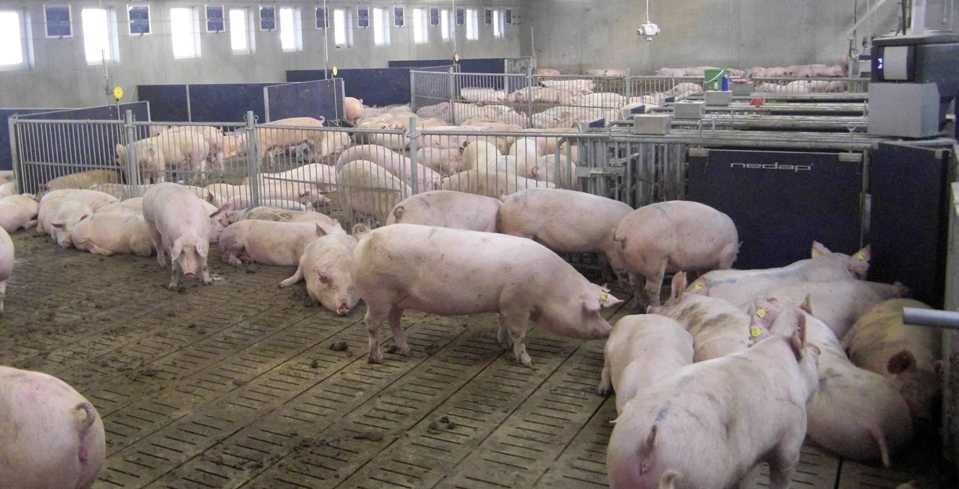 UAGA presenta sus alegaciones a las normas básicas de ordenación de las explotaciones porcinas intensivas
