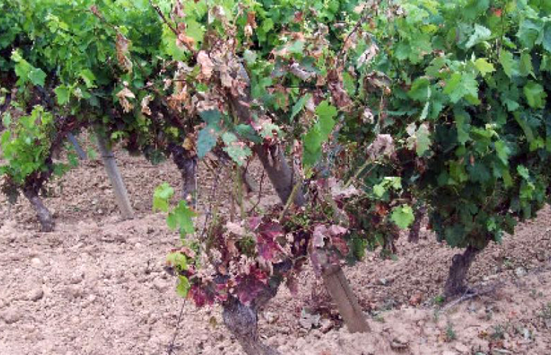 Identificado el hongo que ataca a los viñedos del Marco de Jerez y la preocupación es máxima