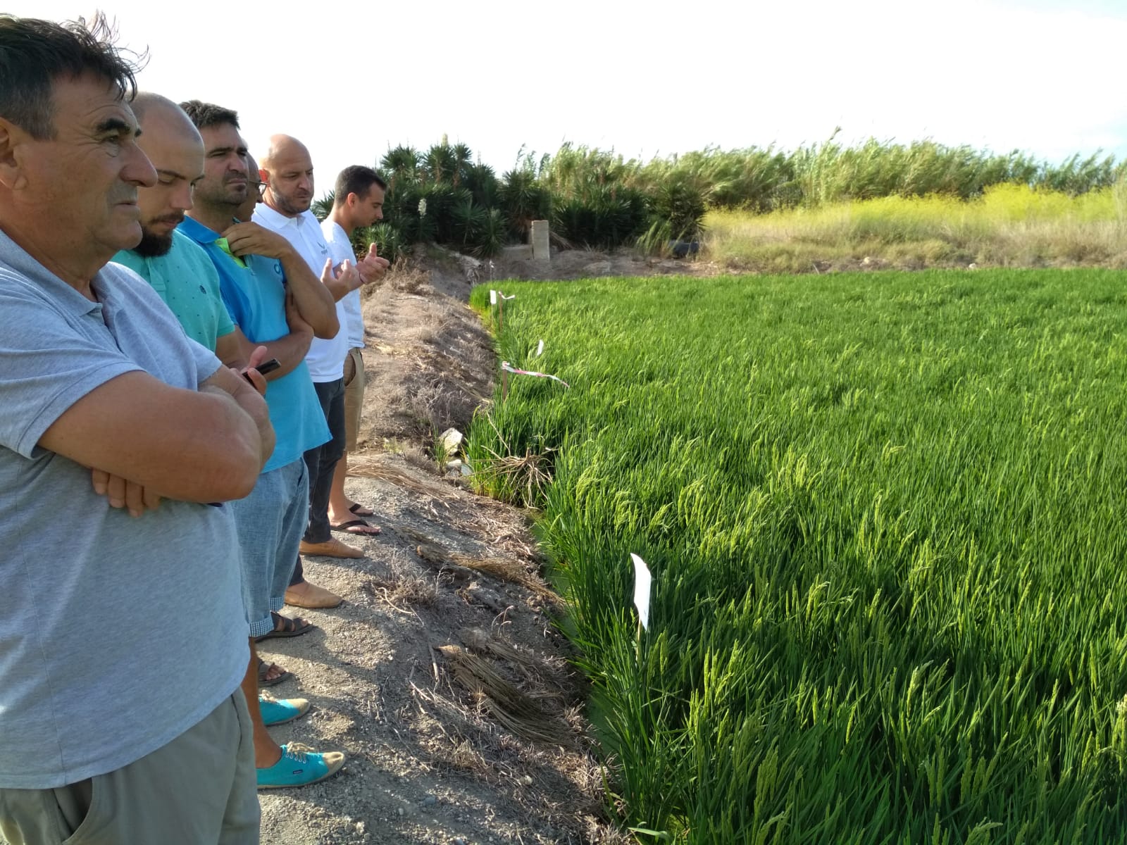 Ensayo conjunto en La Albufera para desarrollar un tratamiento nutricional ecológico para el arroz