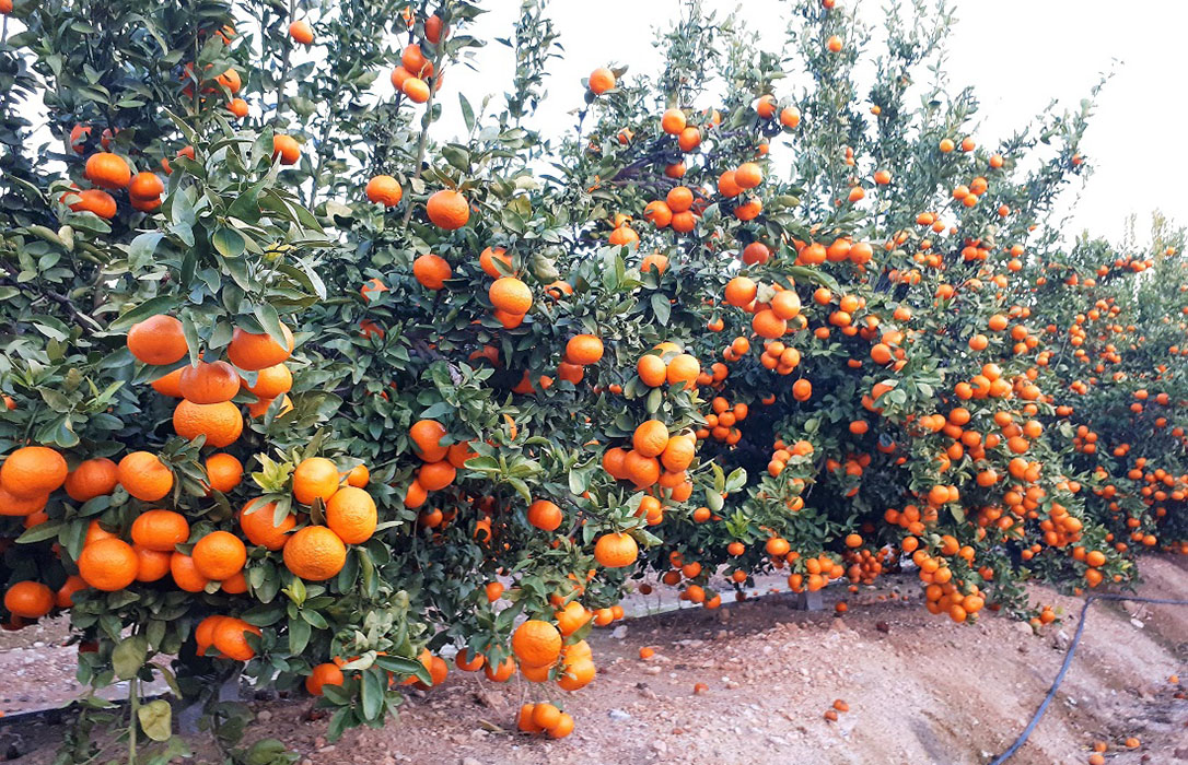 Recta final para legalizar la mandarina protegida Spring Sunshine a un precio de 12 euros por árbol