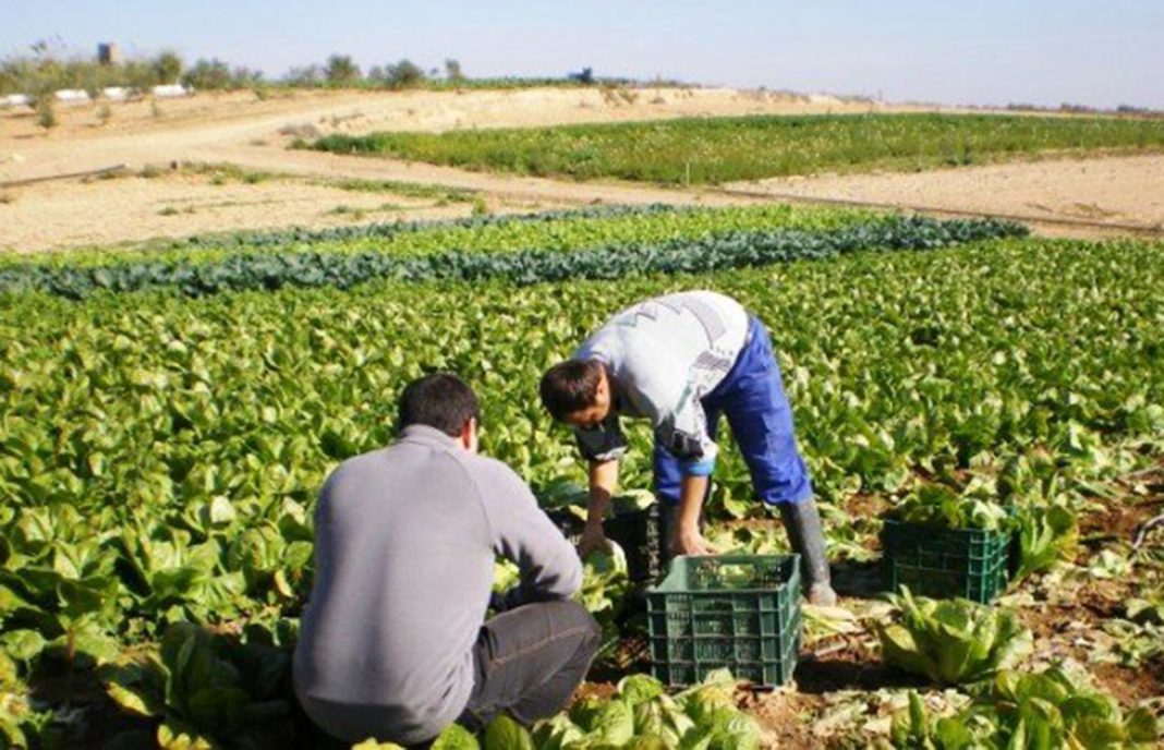 Uno de cada cinco agricultores de Murcia ha visto mermadas gravemente sus rentas por la falta de agua