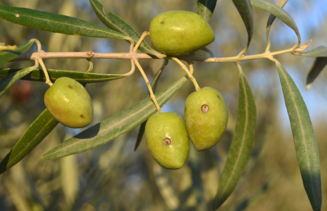 La DO Sierra de Segura se prepara para la lucha contra la plaga de la mosca del olivo de esta campaña