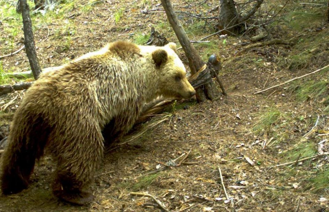 El oso Goiat se va del Val d’Aran por las continuas quejas de los ganaderos