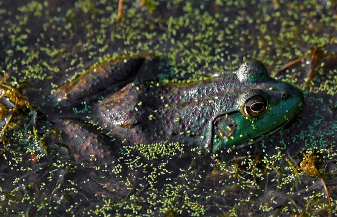 Activada la Alerta de Especies Exóticas Invasoras ante la aparición de la rana toro en el Delta del Ebro