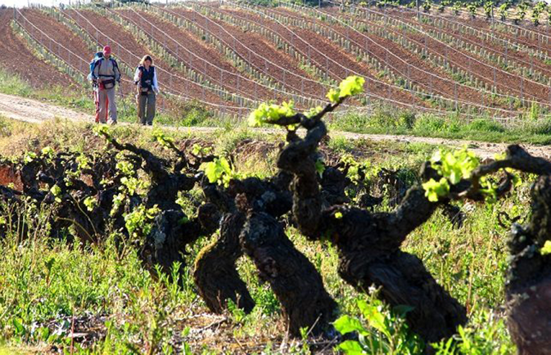 El timo del viñedo: Piden nuevas plantaciones de cava para intentar inscribirlas como vino de Rioja