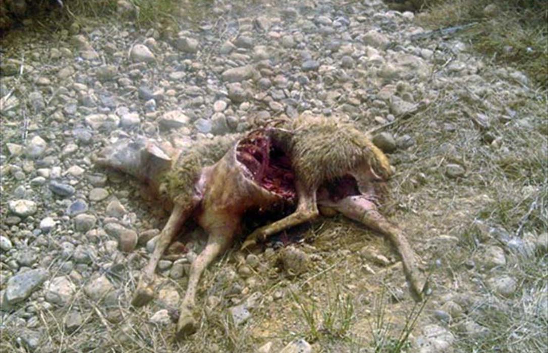 Al menos quince ovejas muertas en un nuevo ataque lobos a un ganadero en la Sierra de Gredos