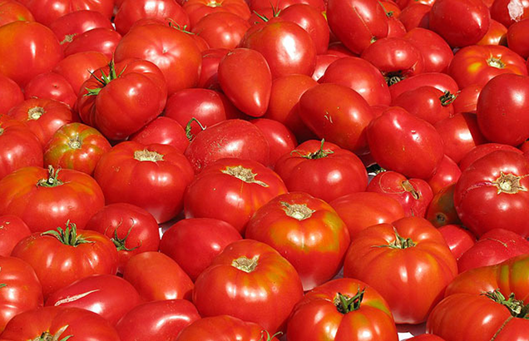 Cooperativas Agrarias prevén una caída de la producción de tomate de un 10% inferior a la de 2017