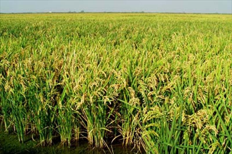 El Ministerio abre expediente a la industria de arroz tras denuncias reiteradas de los agricultores