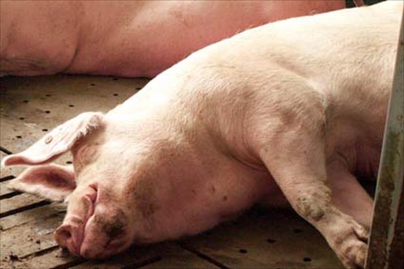 El sector porcino reduce en 25 años el 47% de emisiones de amoniaco por kg producido