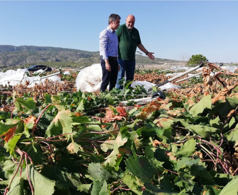 Cifran en 7 millones de euros las pérdidas de fruta por el granizo con más de 3.500 has afectadas en el campo murciano
