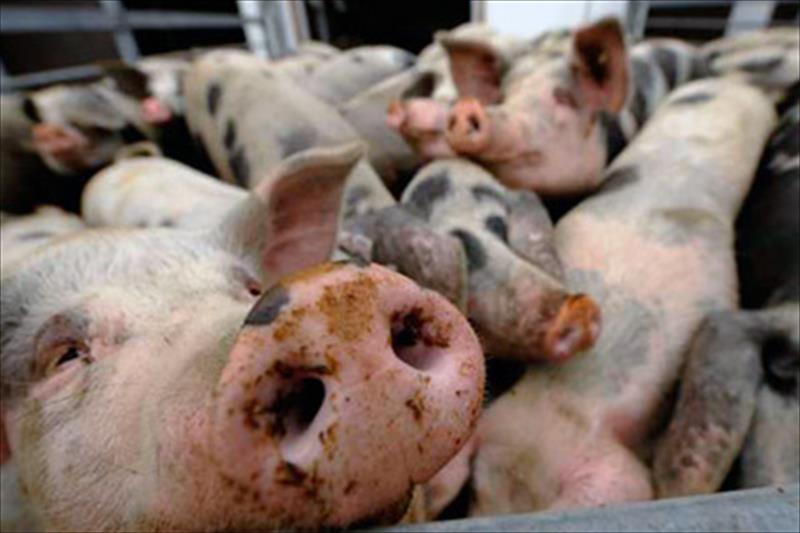 La FAO advierte de la posible propagación de peste porcina africana desde China