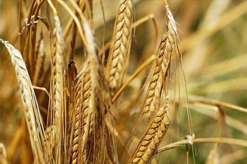 Consideran injustificado que baje el precio del trigo en origen y suba el del pan