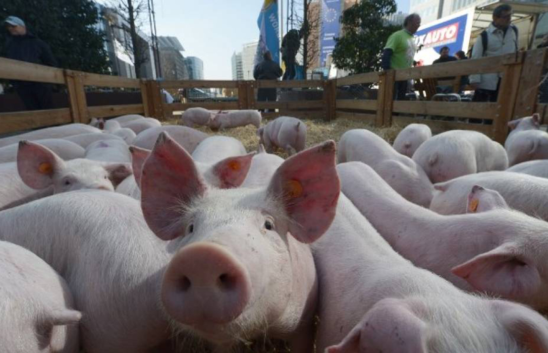 La UE alerta a los países de que hay que tomarse más en serio la amenaza de la peste porcina