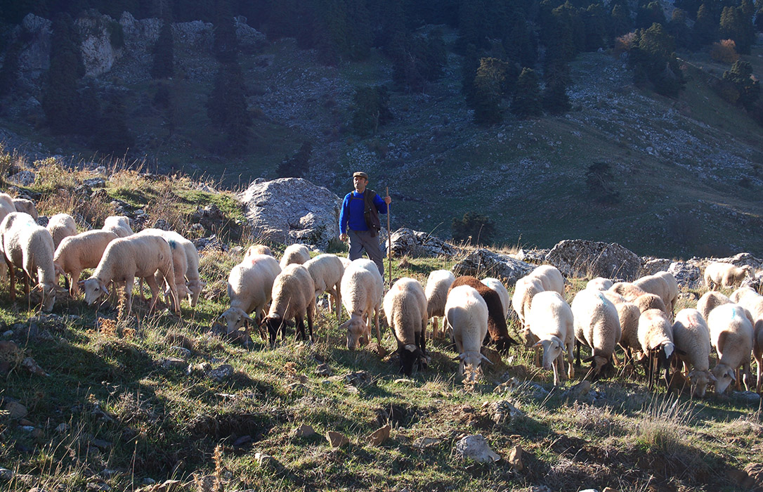 El FEGA revisa las ayudas asociadas al ovino y caprino con nuevos importes unitarios al alza