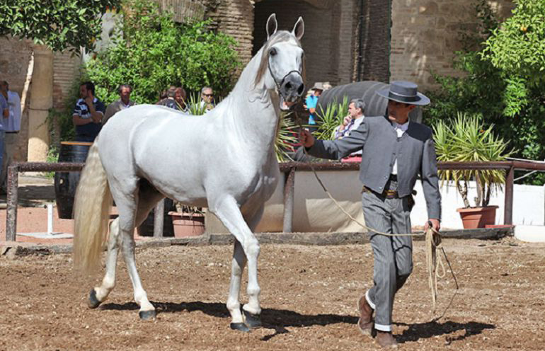 La feria del caballo Cabalcor pone de relieve el buen momento del sector equino español