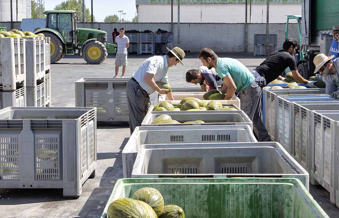 Cooperativas pide debatir sobre los «precios ruinosos» melón y sandía tras caer hasta un 80% en un mes
