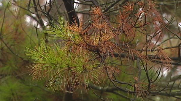 Las instituciones vascas se unen ante una enfermedad de los pinos que no tiene tratamiento