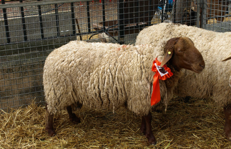 La Universidad busca la superoveja, con genes de cinco razas ovinas españolas de carne, para aumentar la rentabilidad