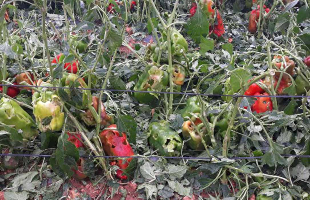 El granizo provoca graves daños en la cosecha de almendra y hortalizas en la comarca de Baza