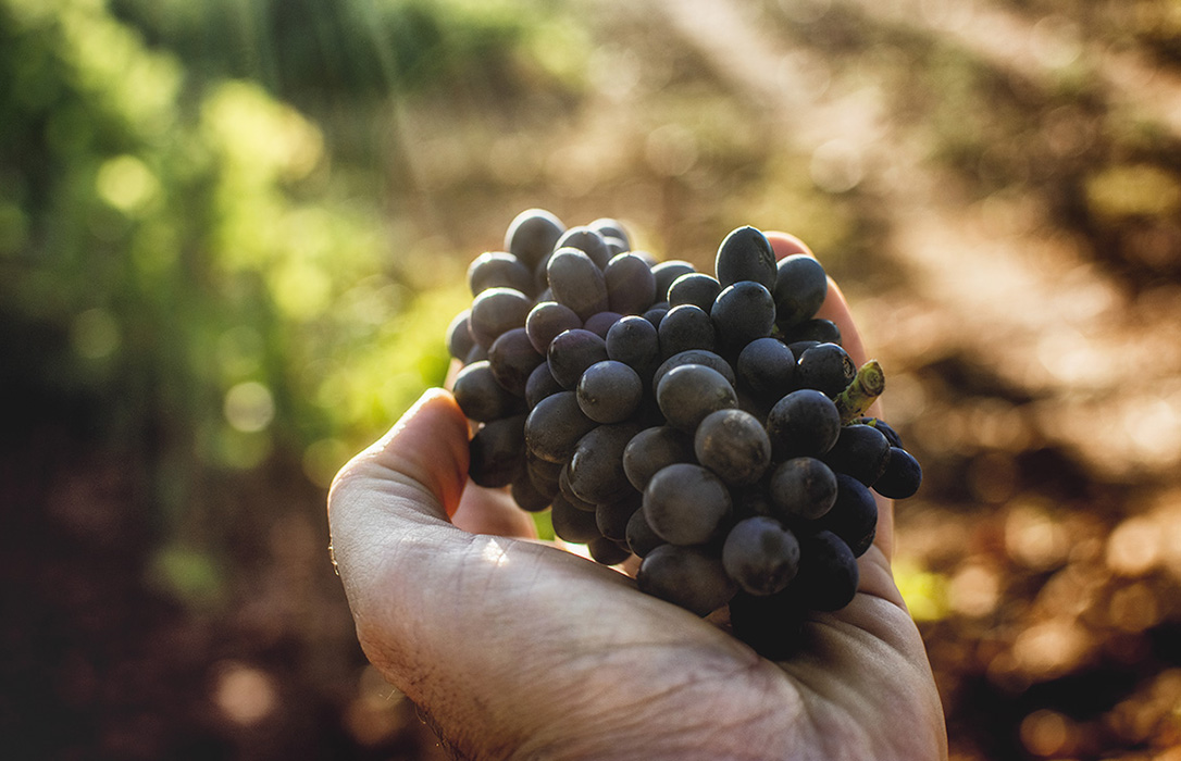 La DO Tierra de León, en peligro al pagar las bodegas la uva a precio de vino de mesa