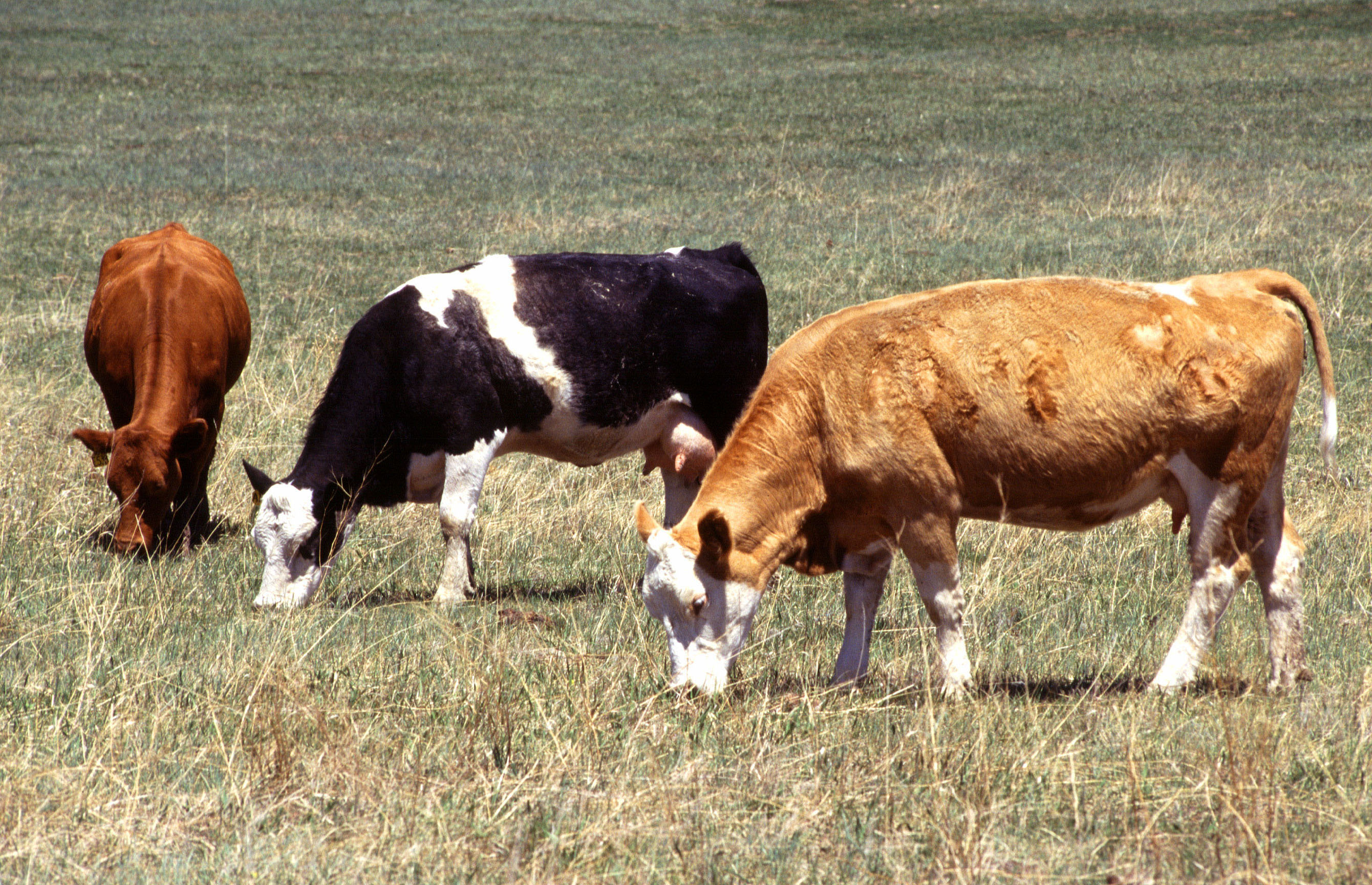 Detectado un foco de la lengua azul en un bovino centinela de la provincia de Cádiz