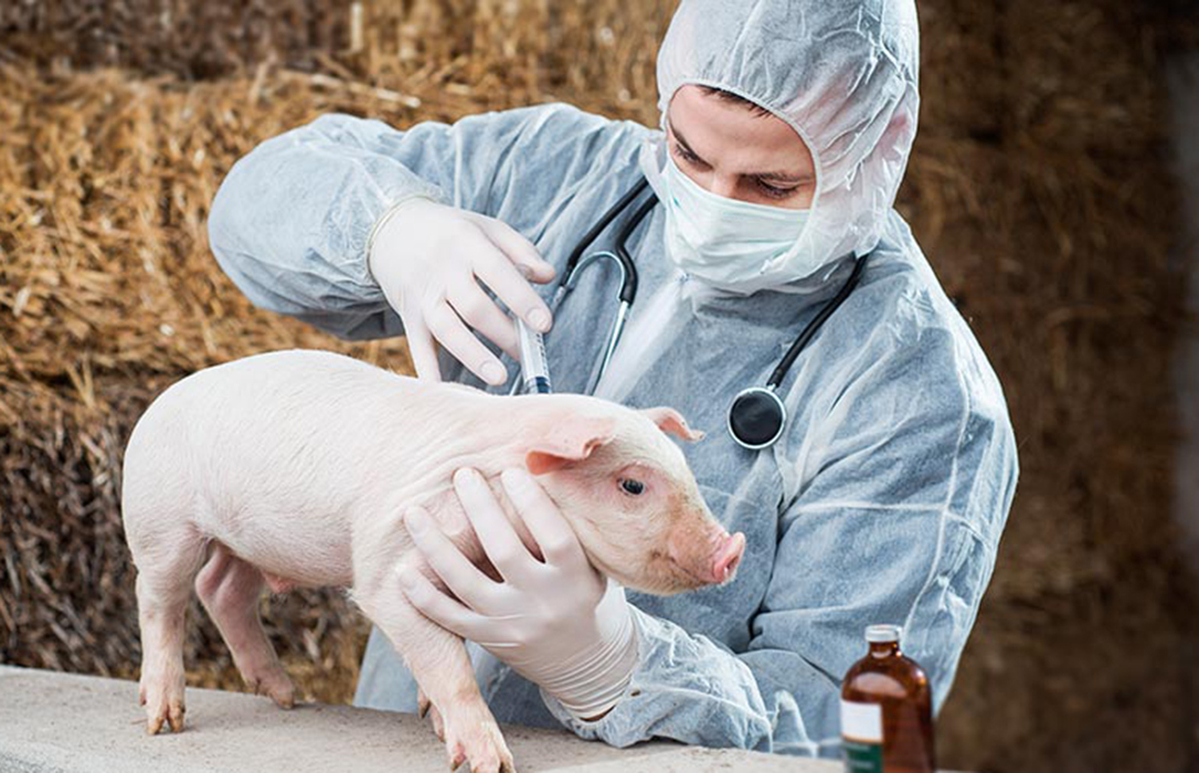 Peste porcina: Análisis de sangre a todos los lechones importados y controles a los camiones