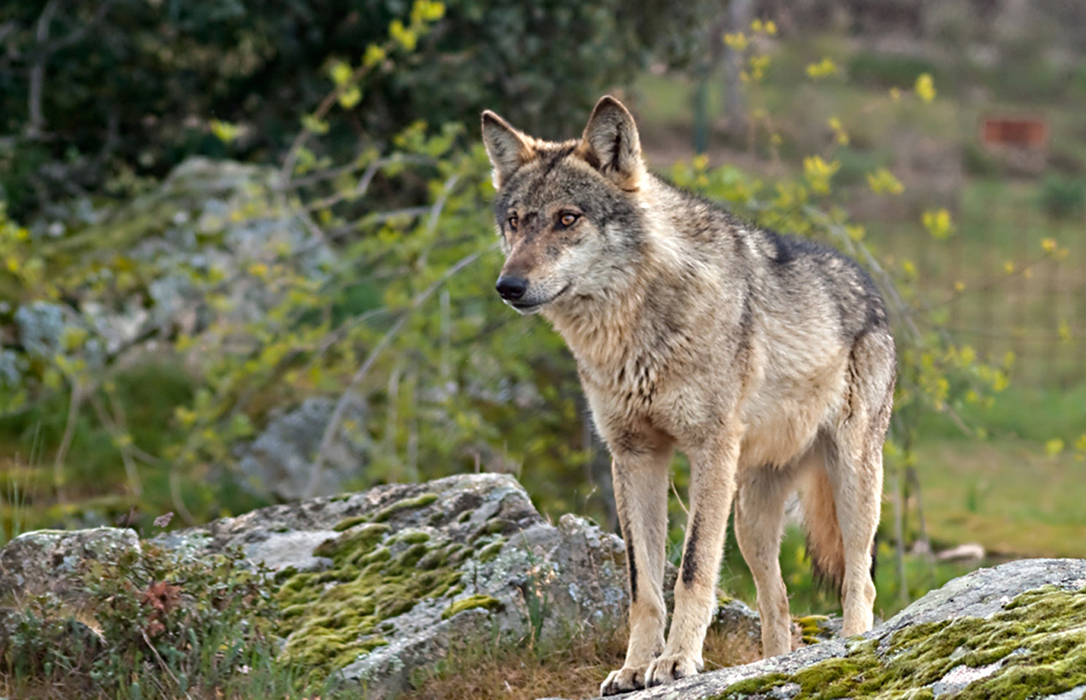 La Junta estudia «alternativas legales» para controlar sobrepoblación del lobo en CyL sin saltarse la ley