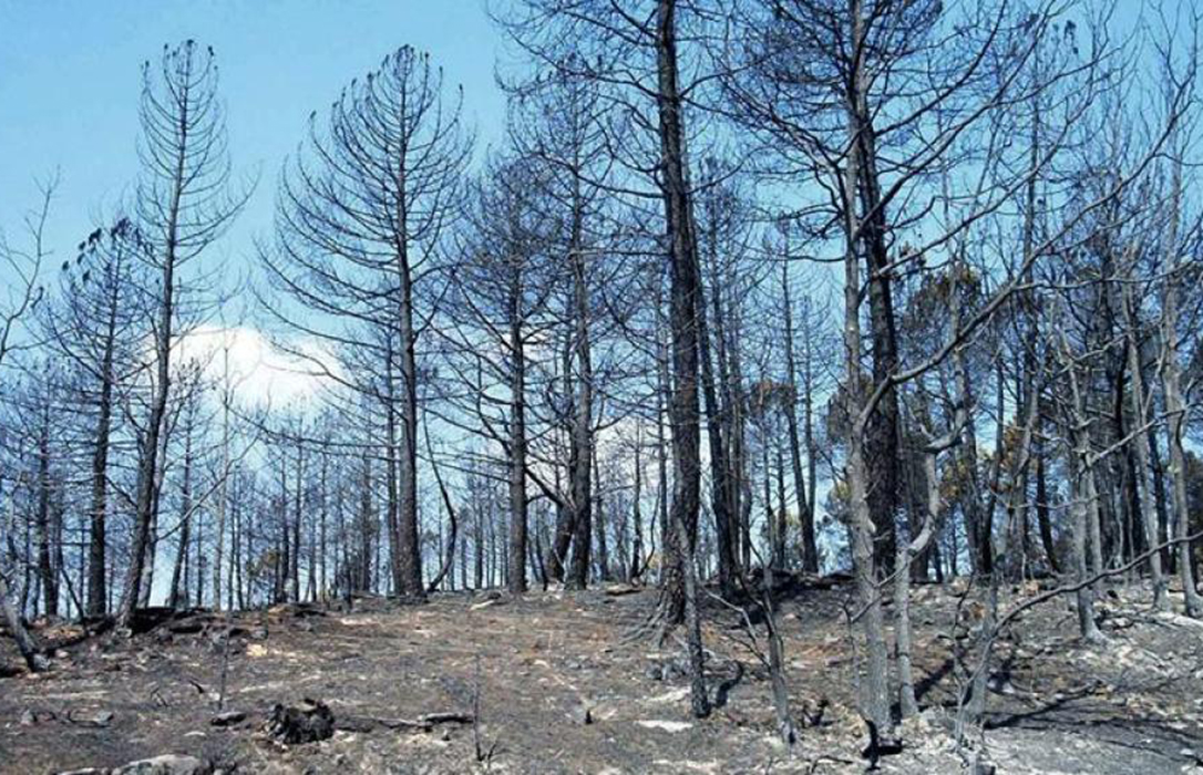 La Xunta recuerda que los terrenos afectados por los incendios no computan para el cobro de la PAC