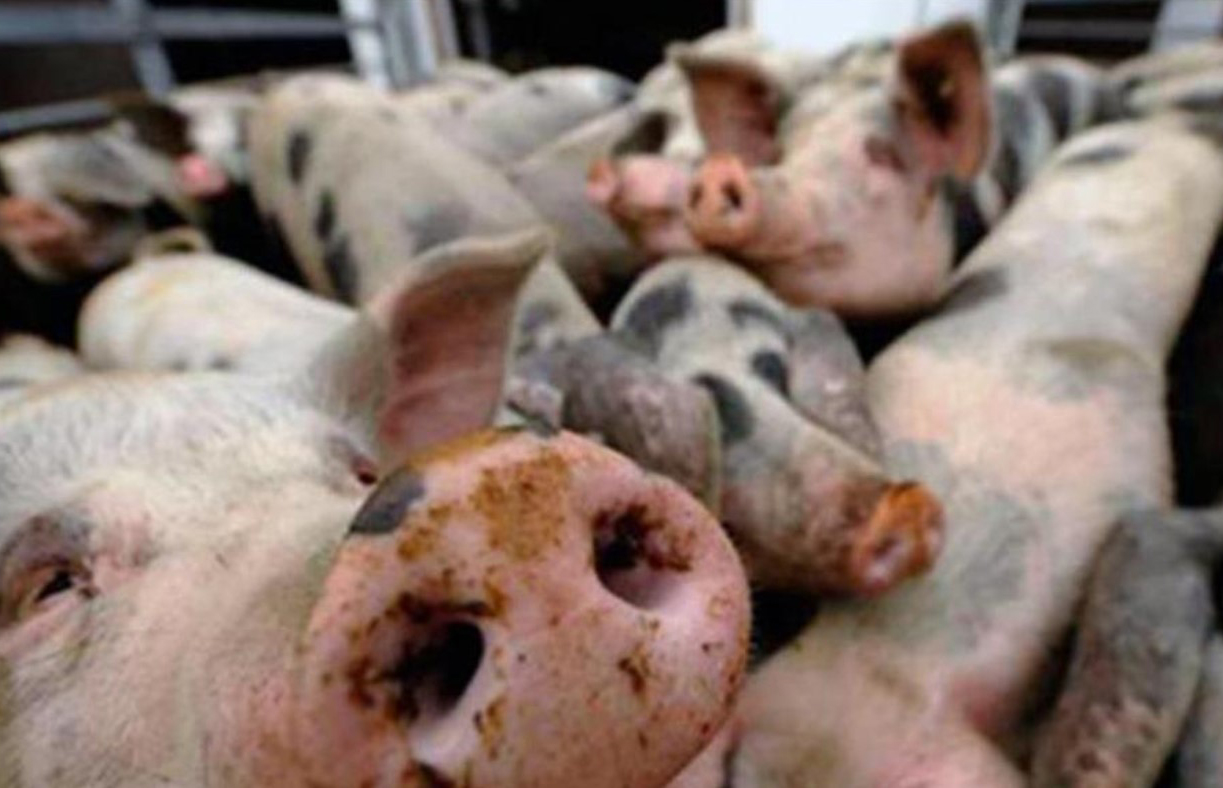 Peste porcina: Piden las mismas medidas que se impusieron a Extremadura cuando apreció la Raya Roja