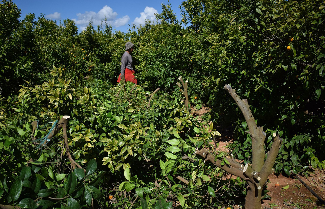 Proceden a la eliminación de tres mil árboles de mandarinas Orri en plantaciones ilegales
