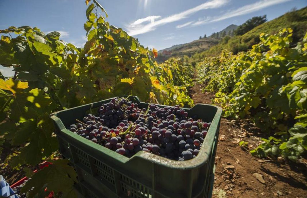 La caída de los precios de la uva recorre España: La vendimia valenciana comienza con precios un 15% inferiores