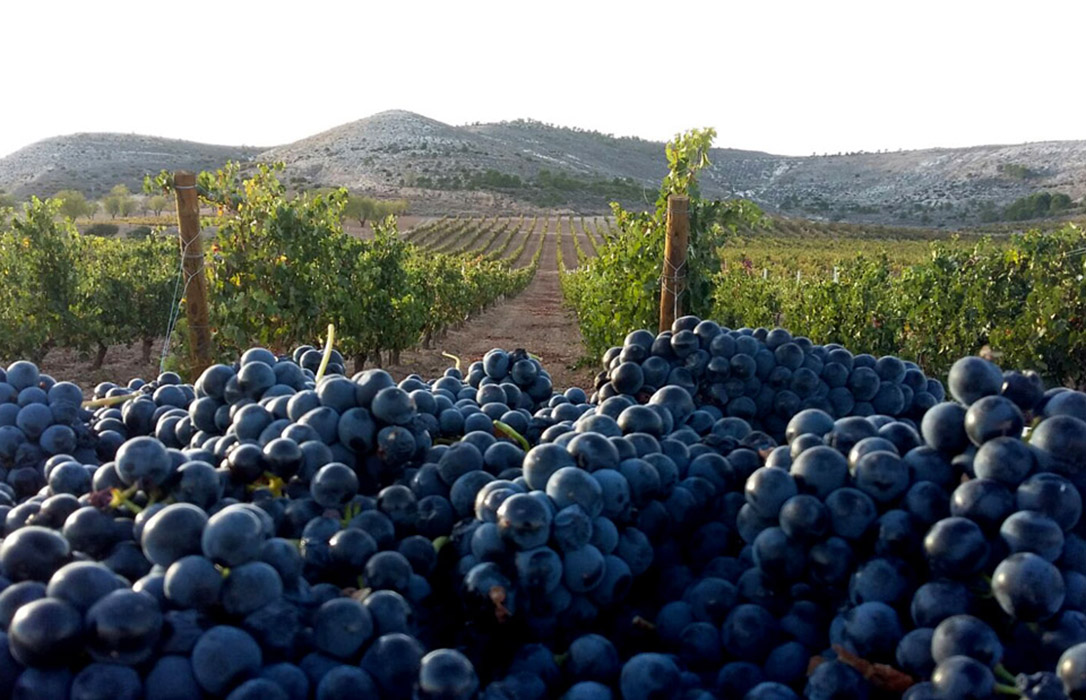 Ribera del Duero fija en 7.700 kilos por hectárea el límite de uva, el 10% más