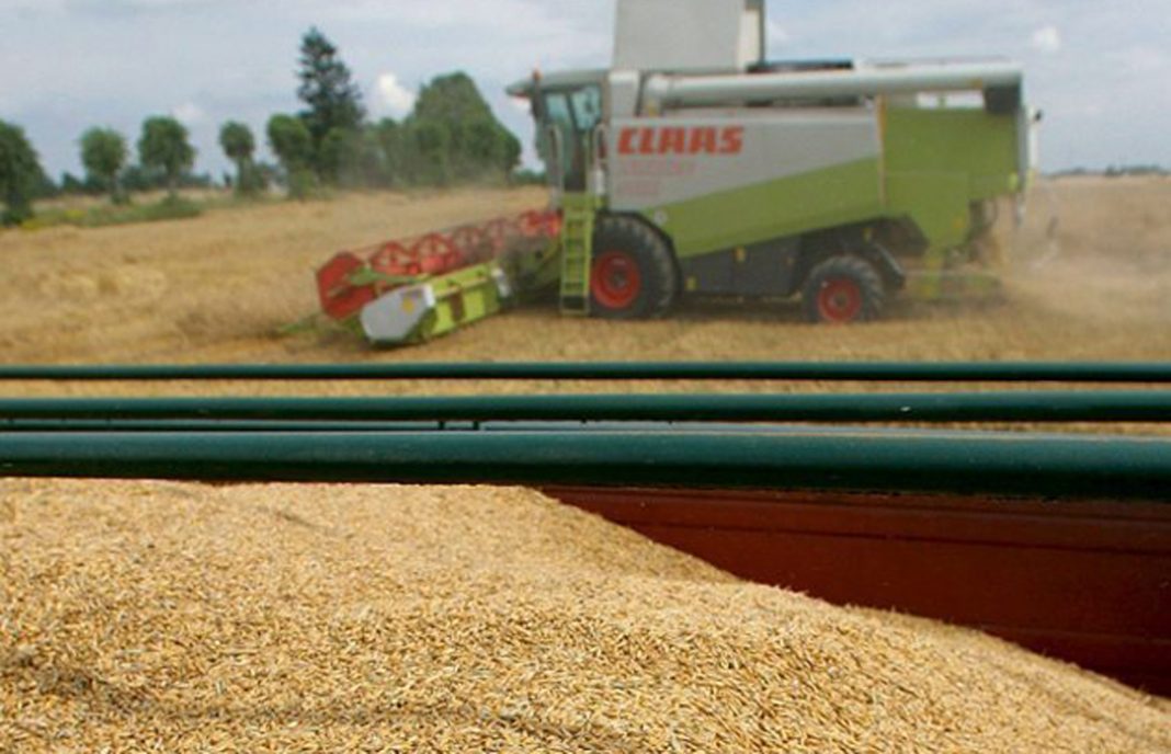 Trigo duro, con una bajada anual del 4%, reflejo de los precios de unos cereales que siguen bajando
