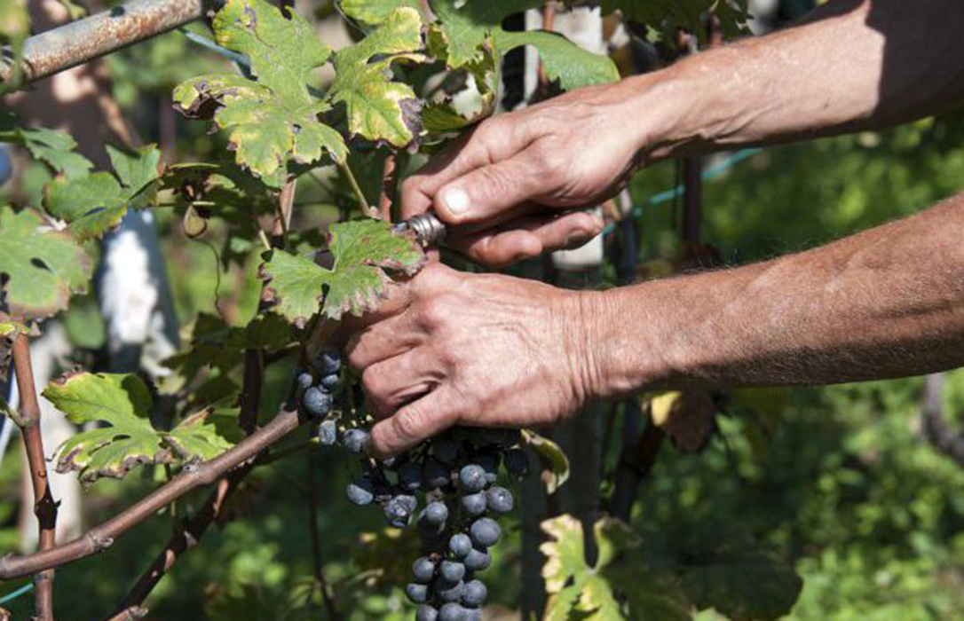 Prevén pérdidas ya iniciales de hasta 25 millones por los ruinosos precios a los viticultores en la C. Valenciana