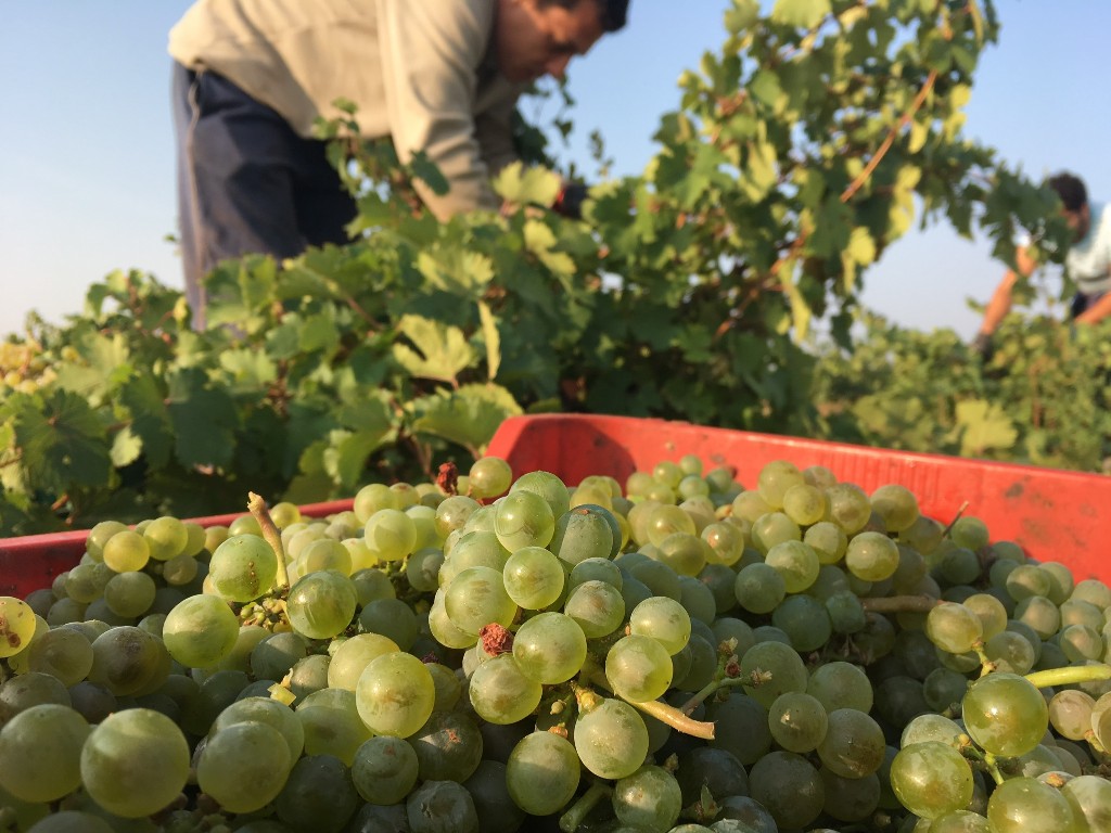 Comienza la vendimia  en los viñedos de Sauvignon Blanc de la Bodega Javier Sanz Viticultor