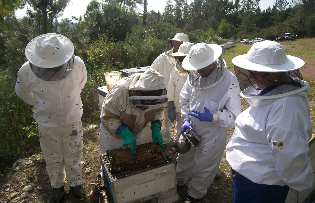 Los productores de miel dan la voz de alarma ante un panorama «desolador»